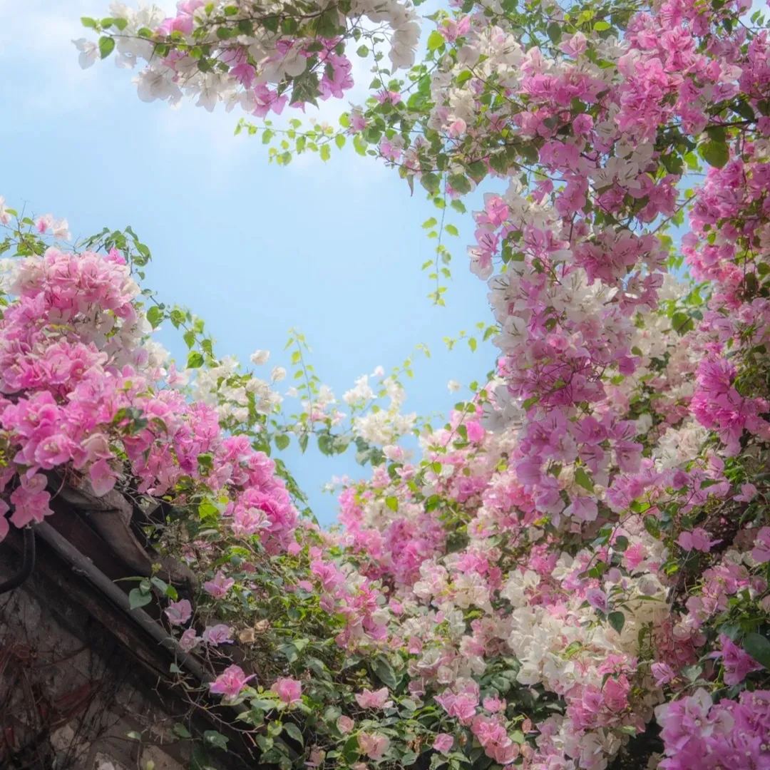 Mixed Colors Bougainvillea Seeds Perennial Ornamental