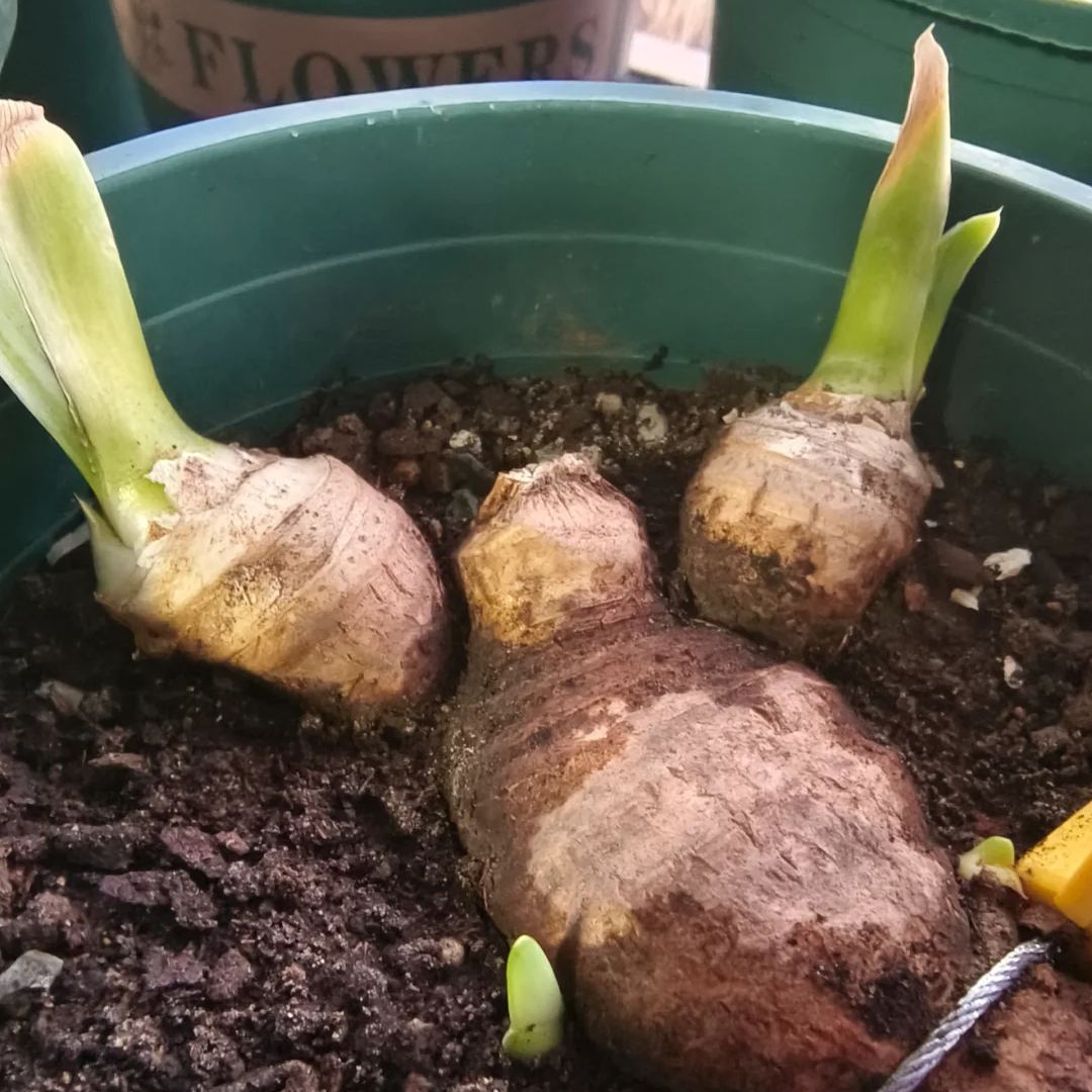 🤩Multiple varieties of iris bulbs🌱🌱Perennial iris