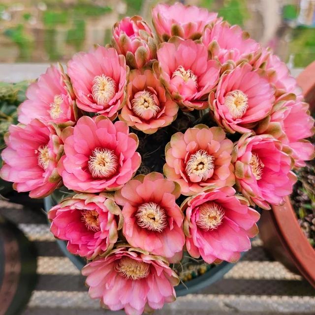🌵Cactus Seeds