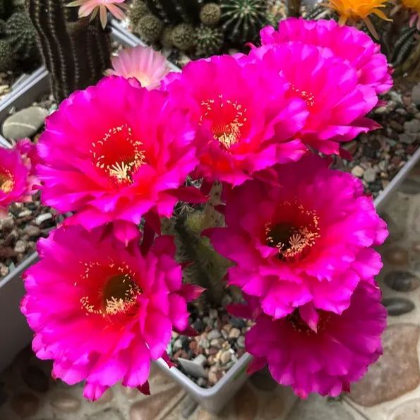 🌵Cactus Seeds