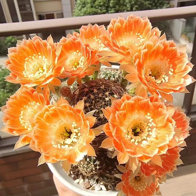 🌵Cactus Seeds