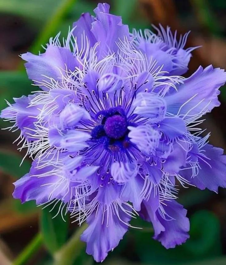 🌺 Beautiful Passionflower Seeds 🌿
