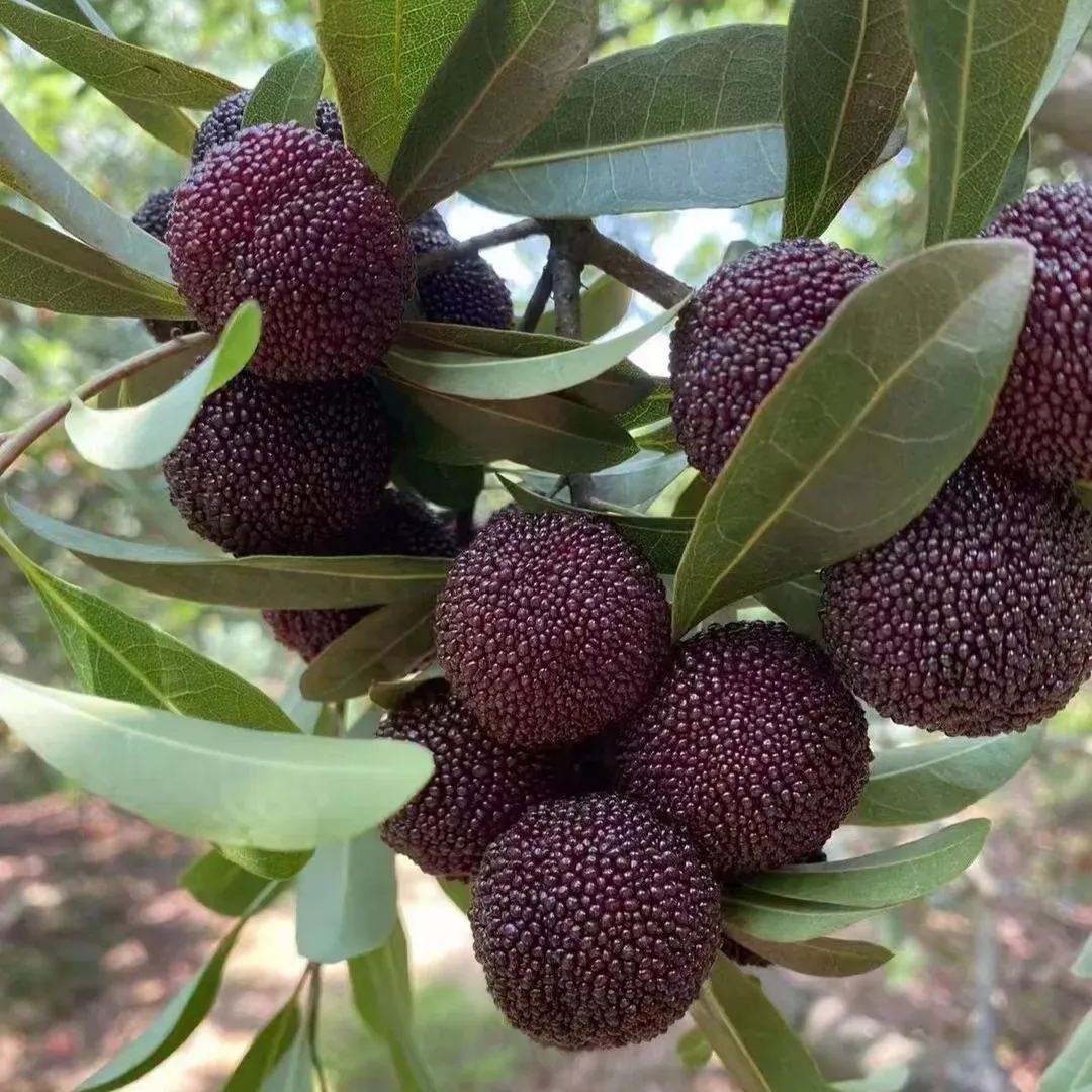 🍒 Giant Black Pearl Bayberry Seeds