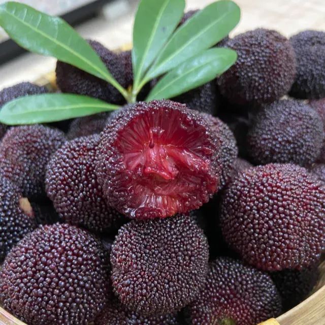 🍒 Giant Black Pearl Bayberry Seeds