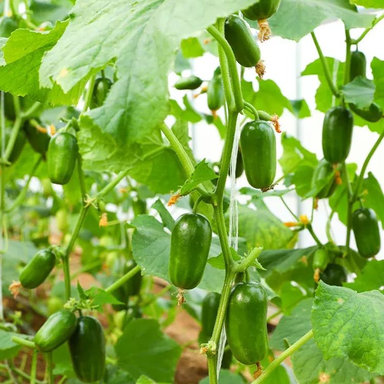 🥒Thumb cucumber Seeds