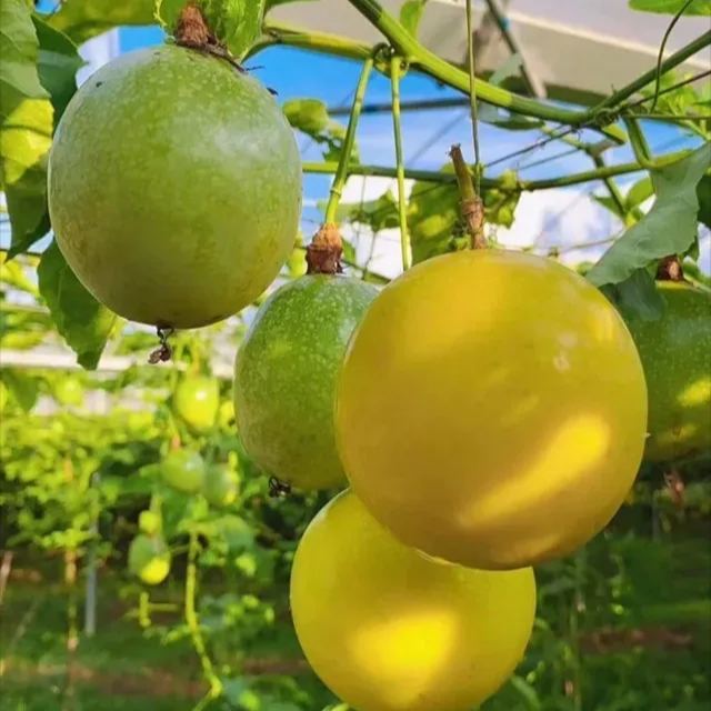 Passion Fruit Seeds