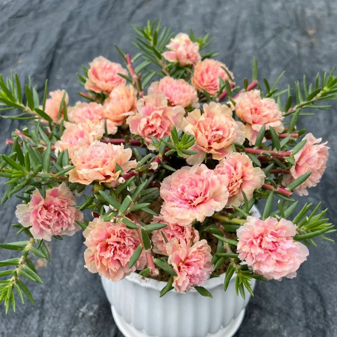 🌼5000+ Four Season Mixed Moss Rose Seeds