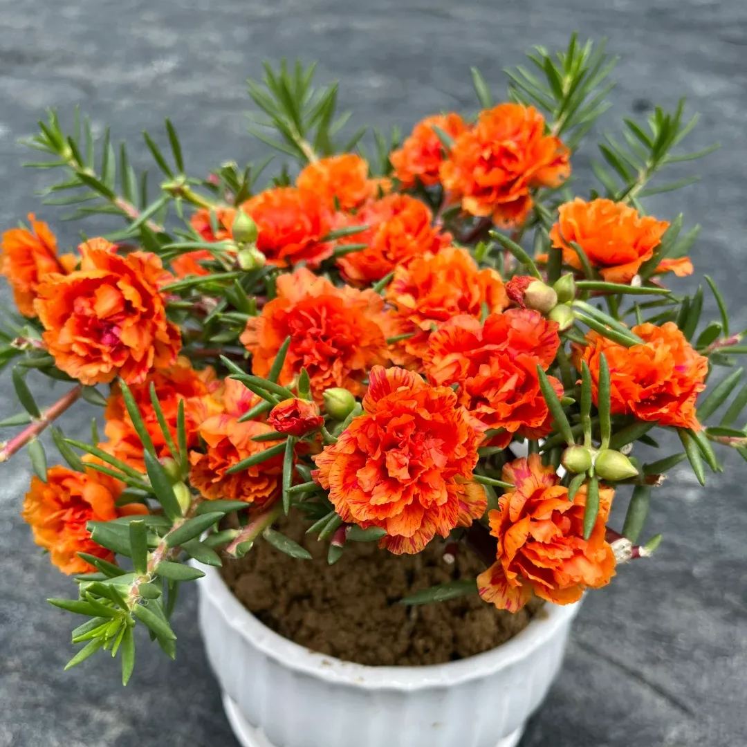 🌼5000+ Four Season Mixed Moss Rose Seeds