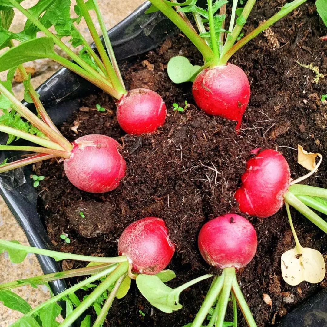 20 Day Miracle Grow Organic Cherry Radish🍒
