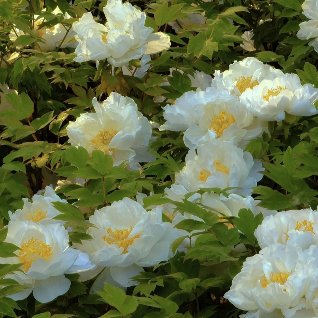 Seltene die Pfingstrosen Blumensamen