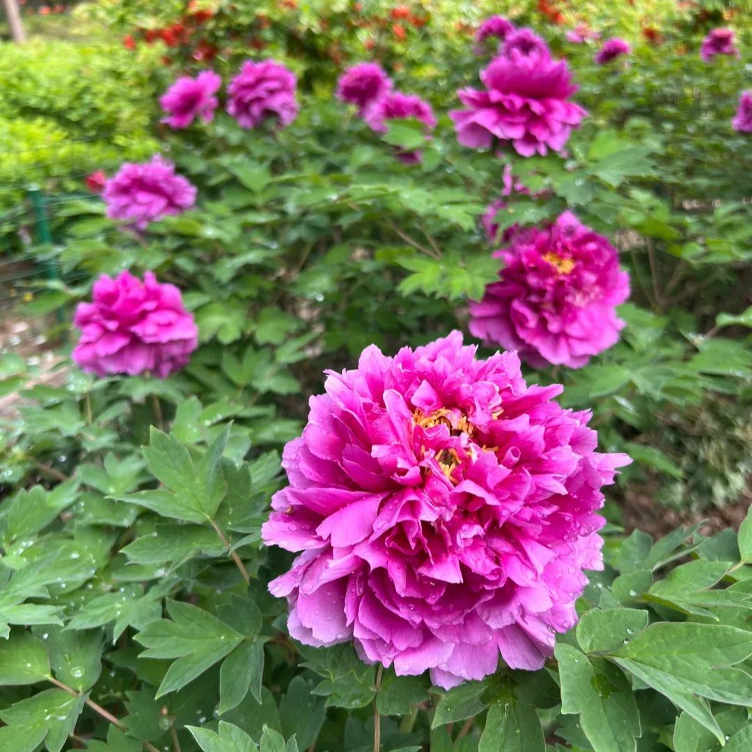 Seltene die Pfingstrosen Blumensamen