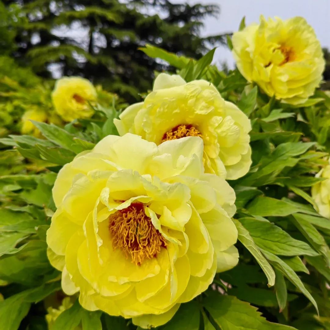Seltene die Pfingstrosen Blumensamen