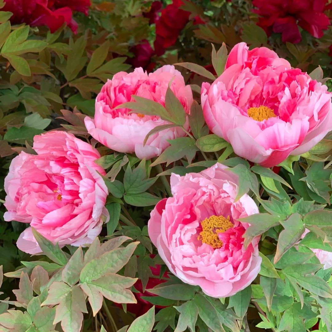 Seltene die Pfingstrosen Blumensamen