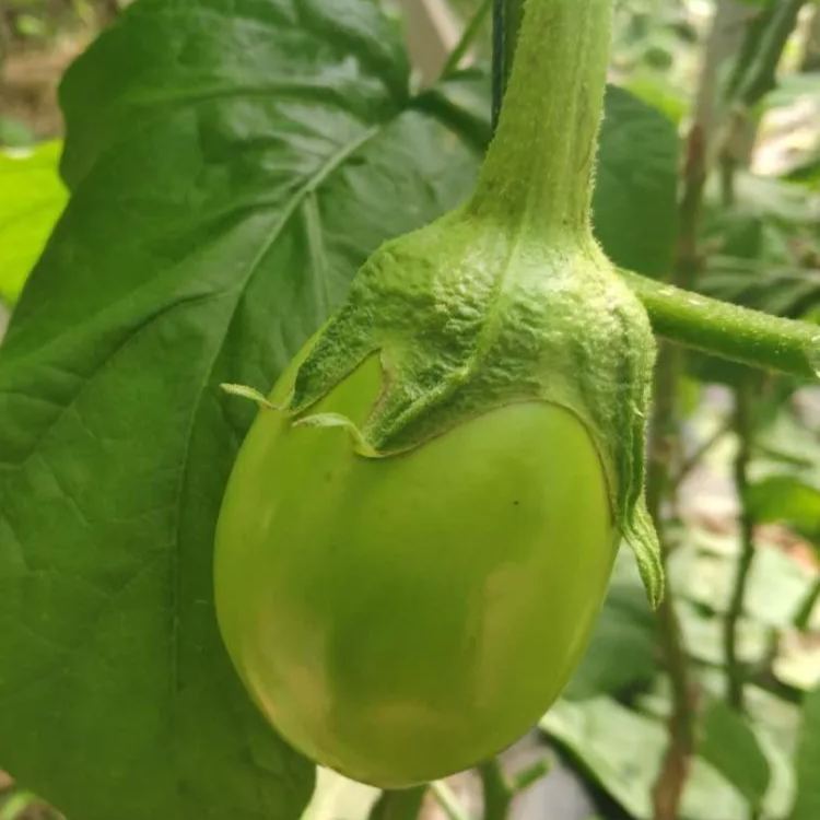 Green Can Eggplant Seeds