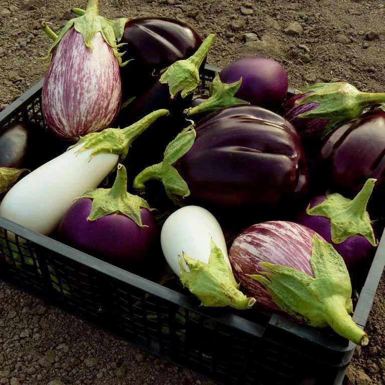 🍆 Green Can Eggplant Seeds - A Flavorful and Nutritious Garden Gem!