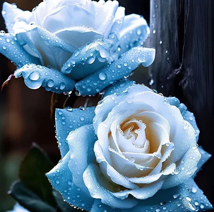 💙BLUE ENCHANTRESS ROSE SEEDS✨