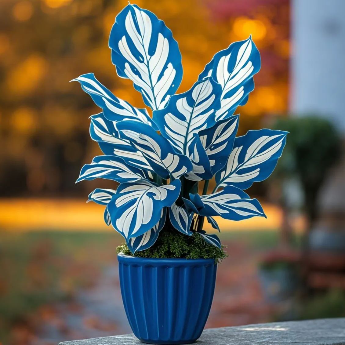 https://img-va.myshopline.com/image/store/1689560444185/-17425460777358.png?w=1248&h=1248
