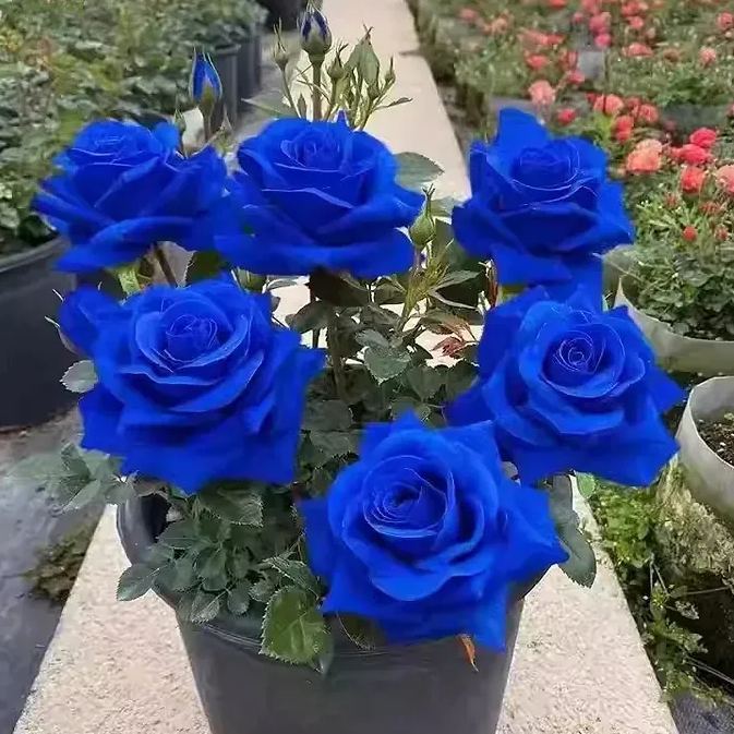 💙BLAUE ZAUBERROSENSAMEN✨