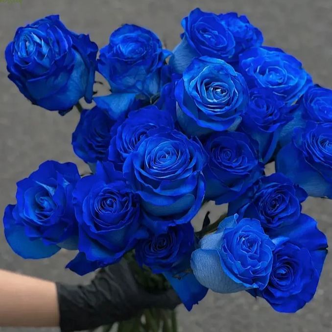 💙BLAUE ZAUBERROSENSAMEN✨