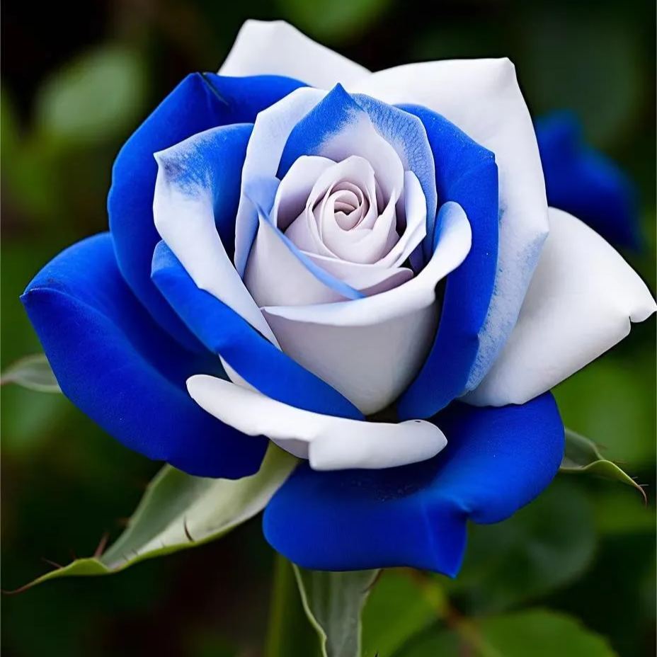 💙BLAUE ZAUBERROSENSAMEN✨