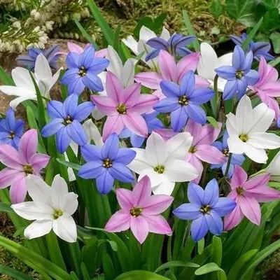 Rain orchid-Blooms once the next rain falls