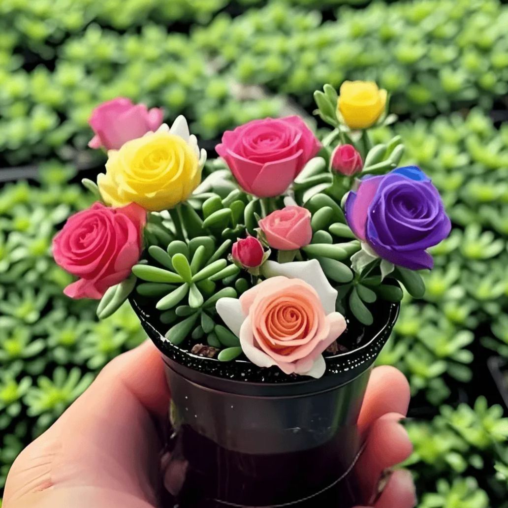 🪴Samen der gefüllten Rosenorchidee – kälteresistent und duftend