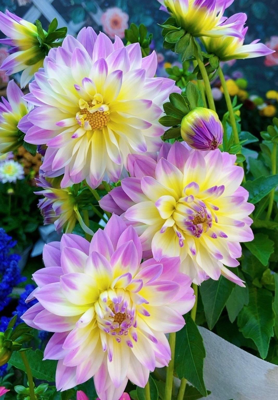 🌺 Dahlien-Samen – Jetzt im Winter säen für einen prachtvollen Sommer 2026!