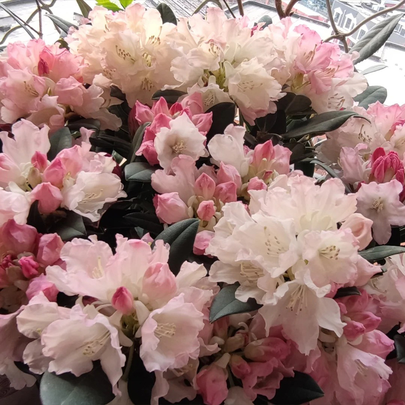 Alpenrhododendron