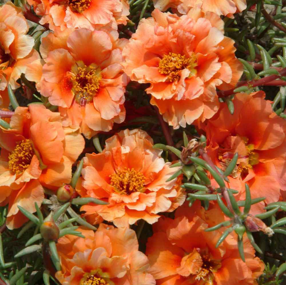 10000 Mixed Moss Rose Seeds