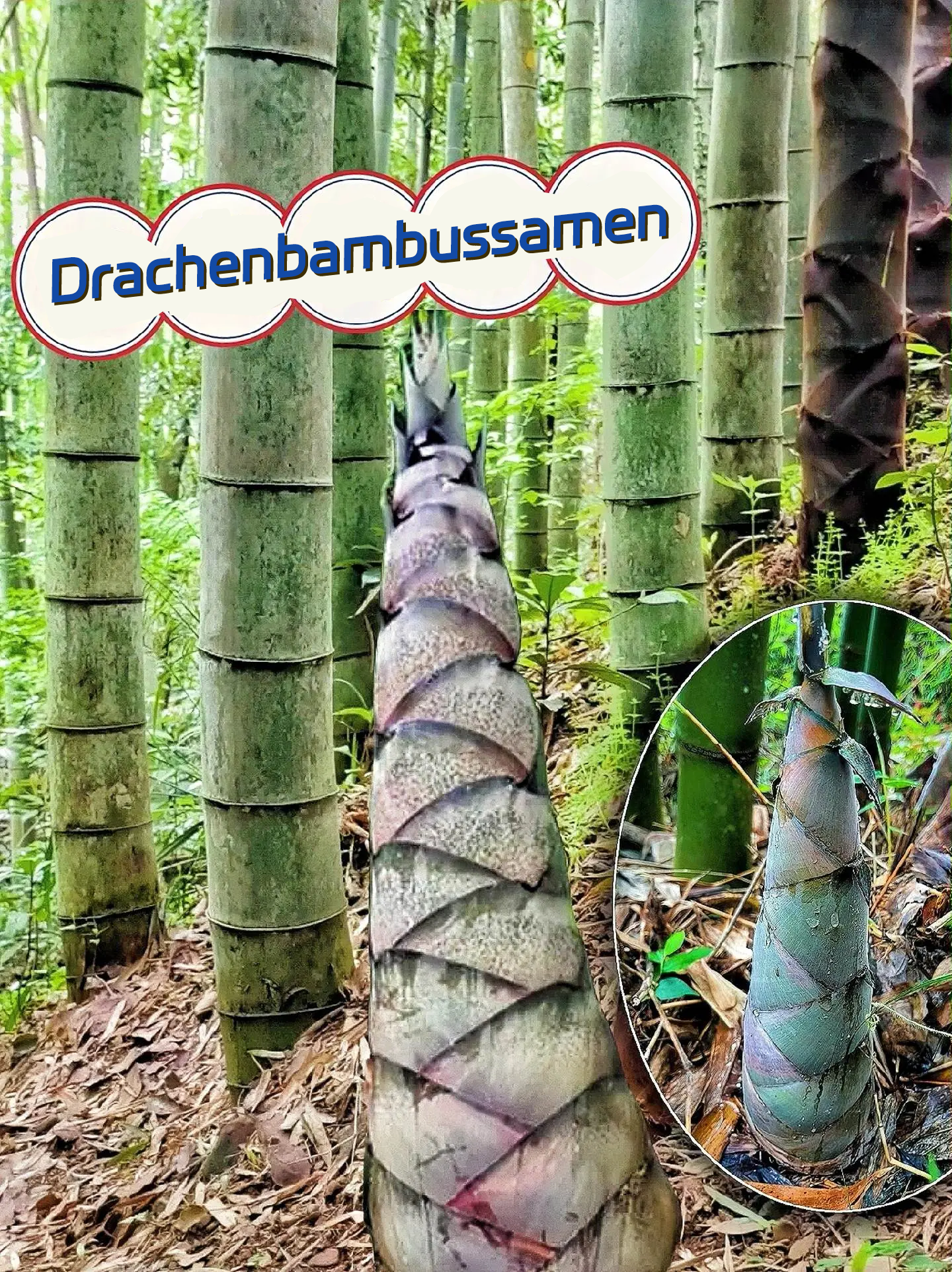 🎋[Seltene Art] Riesenbambus-Samen
