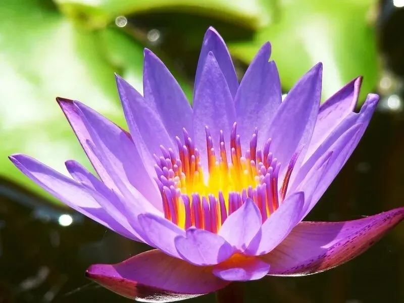 Water Lily Seeds