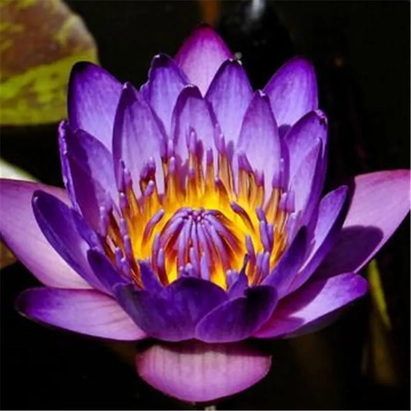 Water Lily Seeds