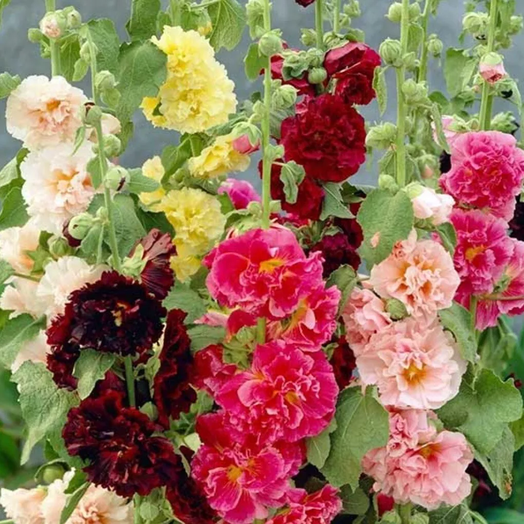 Double Hollyhock Seeds🔥Autumn Hot Sale