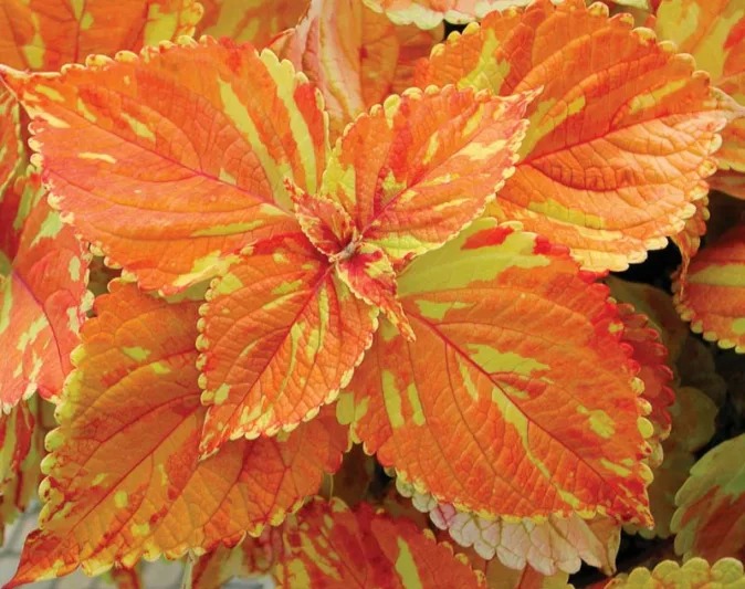 Rare Coleus Seeds