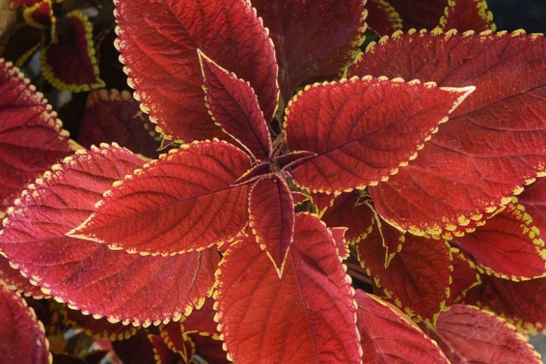 Rare Coleus Seeds