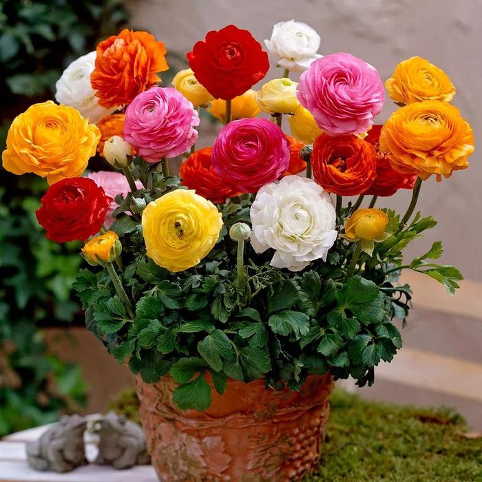 🌸 Perennials Ranunculus  Mixed color Plants  - Garden Flower Seeds