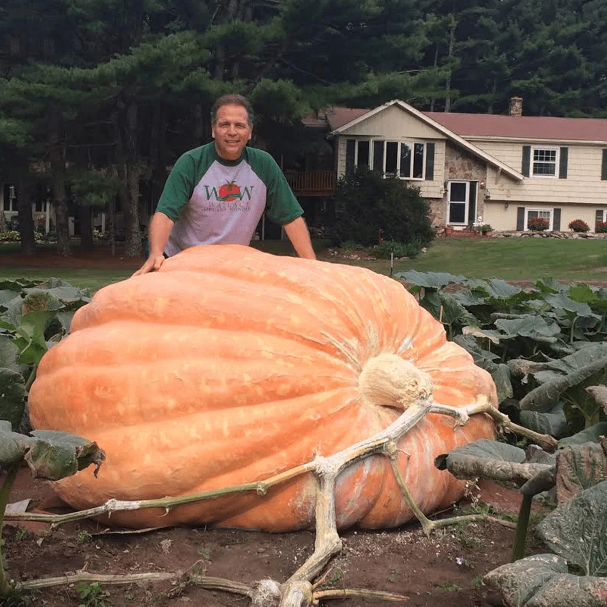 Giant Pumpkin Seeds