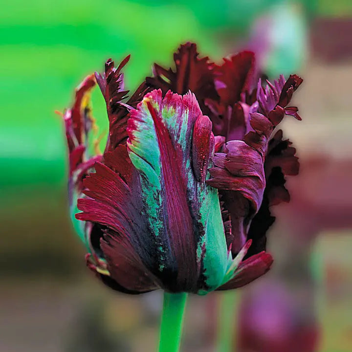 Double Tulips Bulbs-chloriseeds