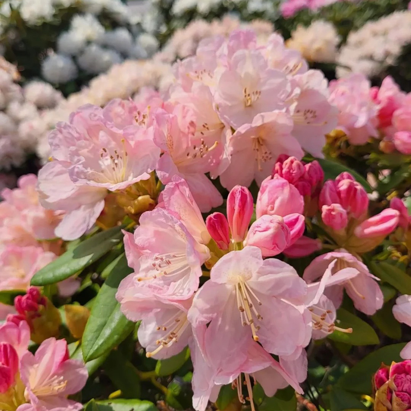 Alpenrhododendron