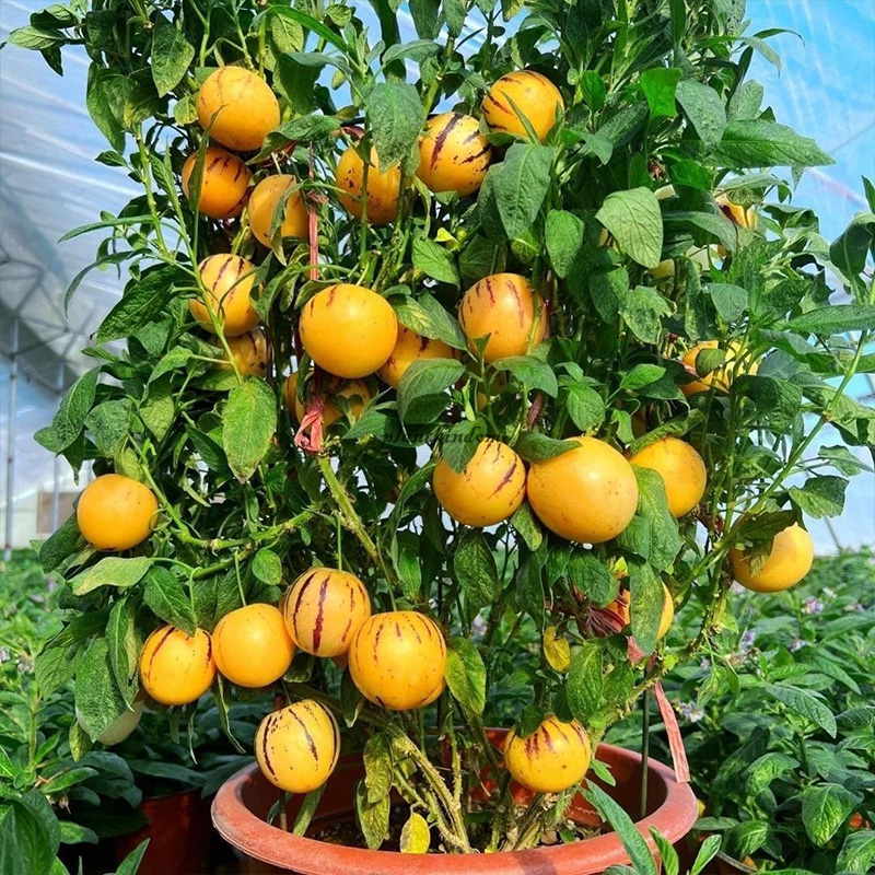 🦄Ginseng fruit seeds🌿A delicious and healthy fruit with low sugar and high protein
