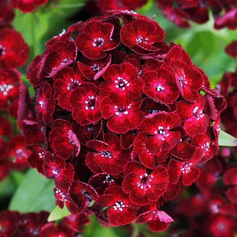 💖Rabatt zum halben Preis✨Dianthus-Blumensamen🌈Regenbogenserie
