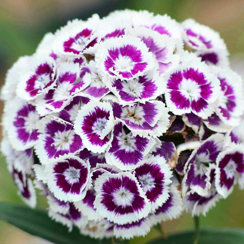 💖Rabatt zum halben Preis✨Dianthus-Blumensamen🌈Regenbogenserie