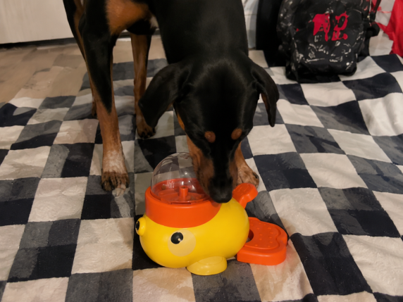 Dog playing with the interactive dog food puzzle