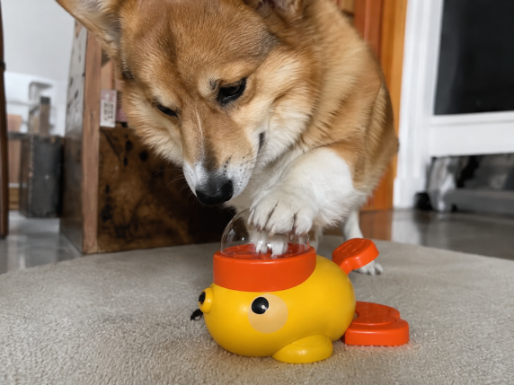 Dog using the interactive feeder at home