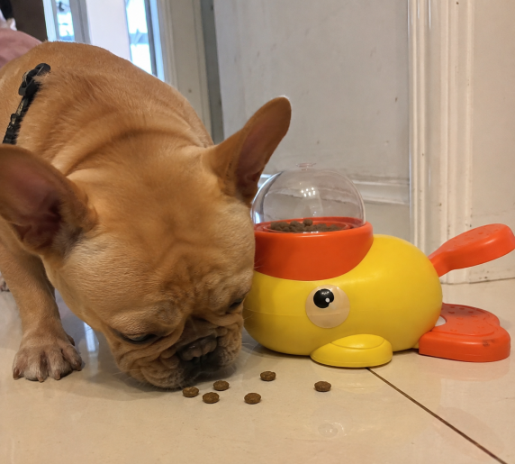 Dog exploring the interactive food dispenser