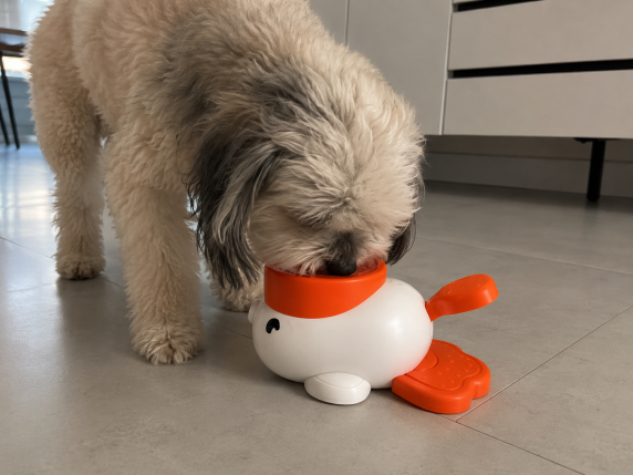 Dog learning to interact with the puzzle feeder