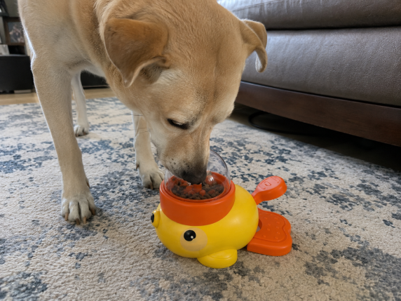 Dog exploring the interactive feeder