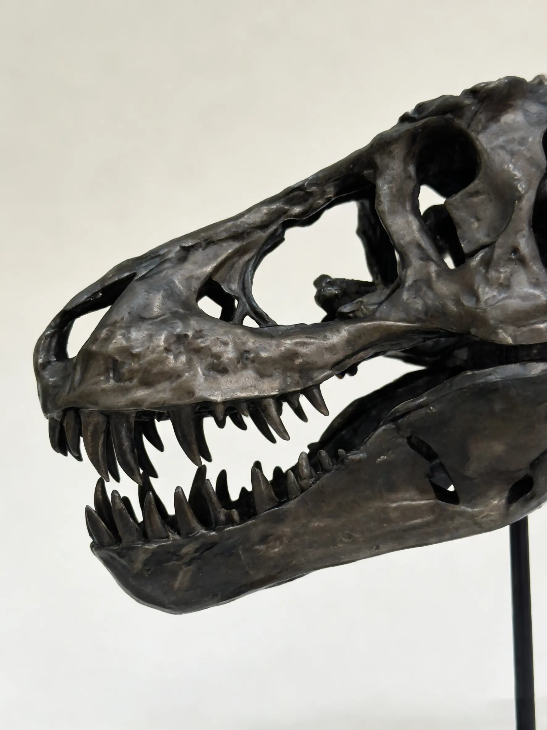 Realistic T-Rex Skeleton Dinosaur Figure