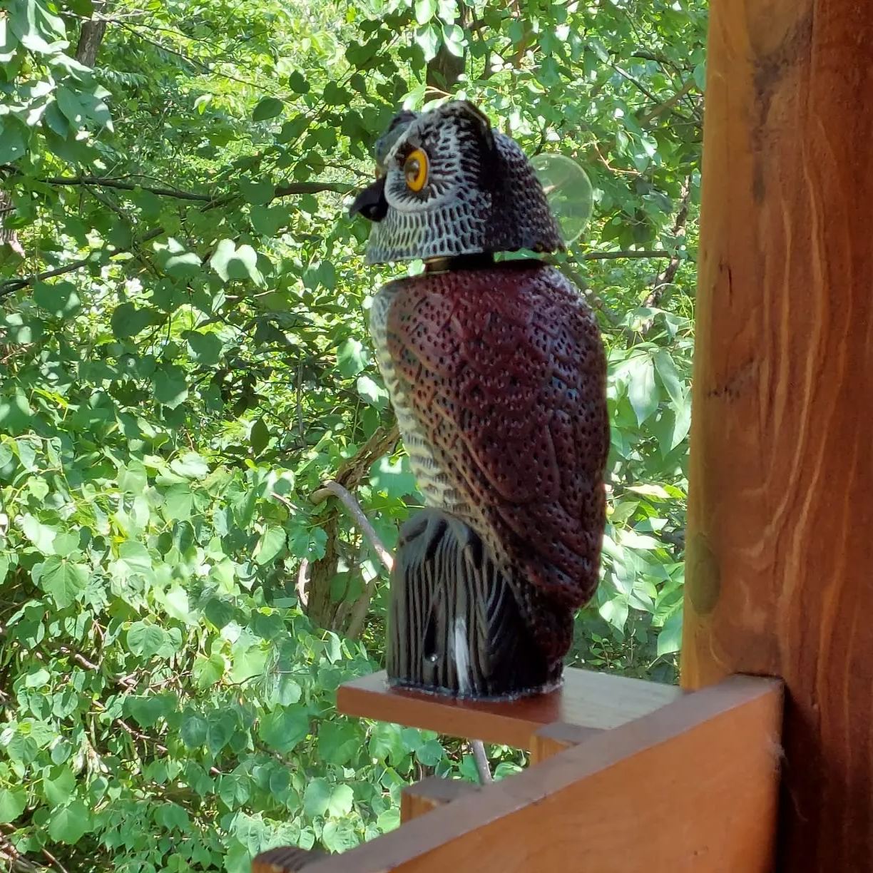 Owl Decoys to Scare Birds Squirrels Away|Hand-painted art