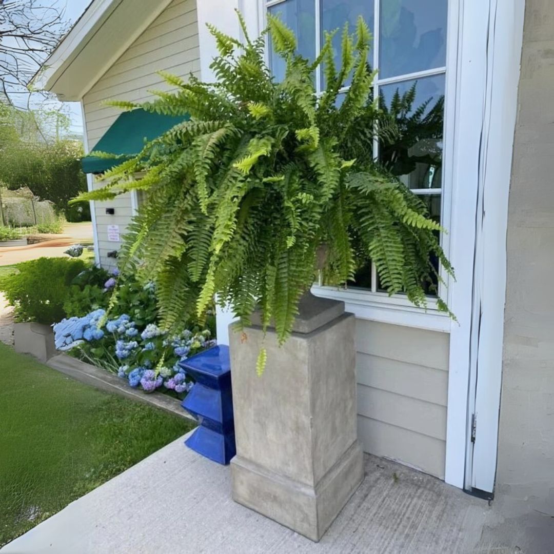 Last Day 75% OFF--🌿UV Resistant Lifelike Artificial Boston Fern